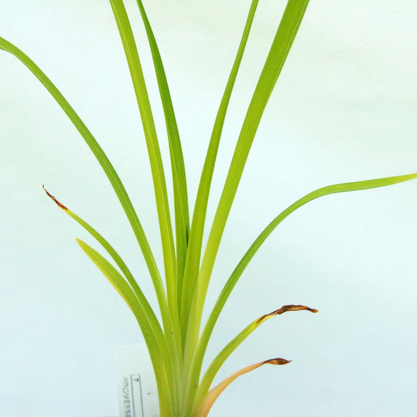 Hemerocallis Ed Murray - Daglelie (Blad)