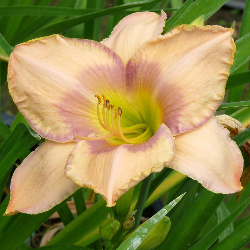 Hemerocallis Elegantissima - Daglelie (Bloei)