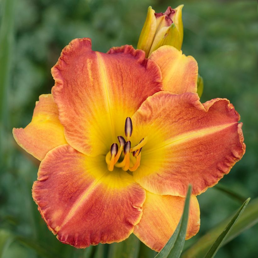 Hemerocallis Everydaylily Bronze - Daglelie (Bloei)
