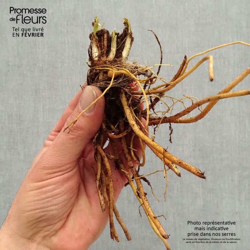 Exemplaar van Hemerocallis Everydaylily Bronze - Daglelie Naakte wortel zoals geleverd in de winter