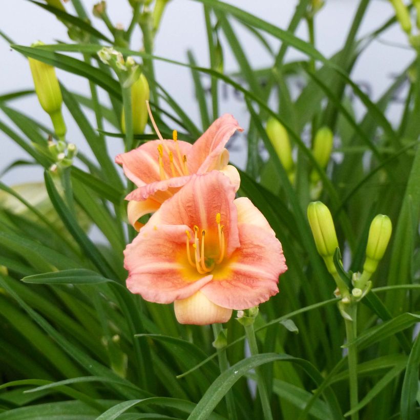 Hemerocallis Everydaylily Cerise - Daglelie (Bloei)
