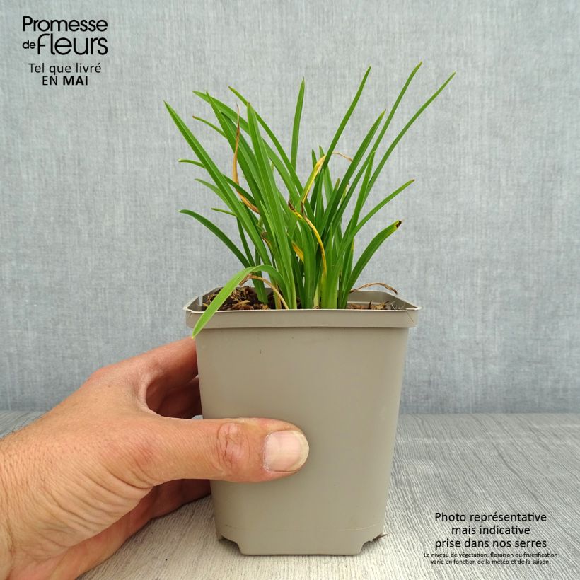 Exemplaar van Hemerocallis Everydaylily Cerise - Daglelie Kweekpotje van 8/9 cm zoals geleverd in de lente