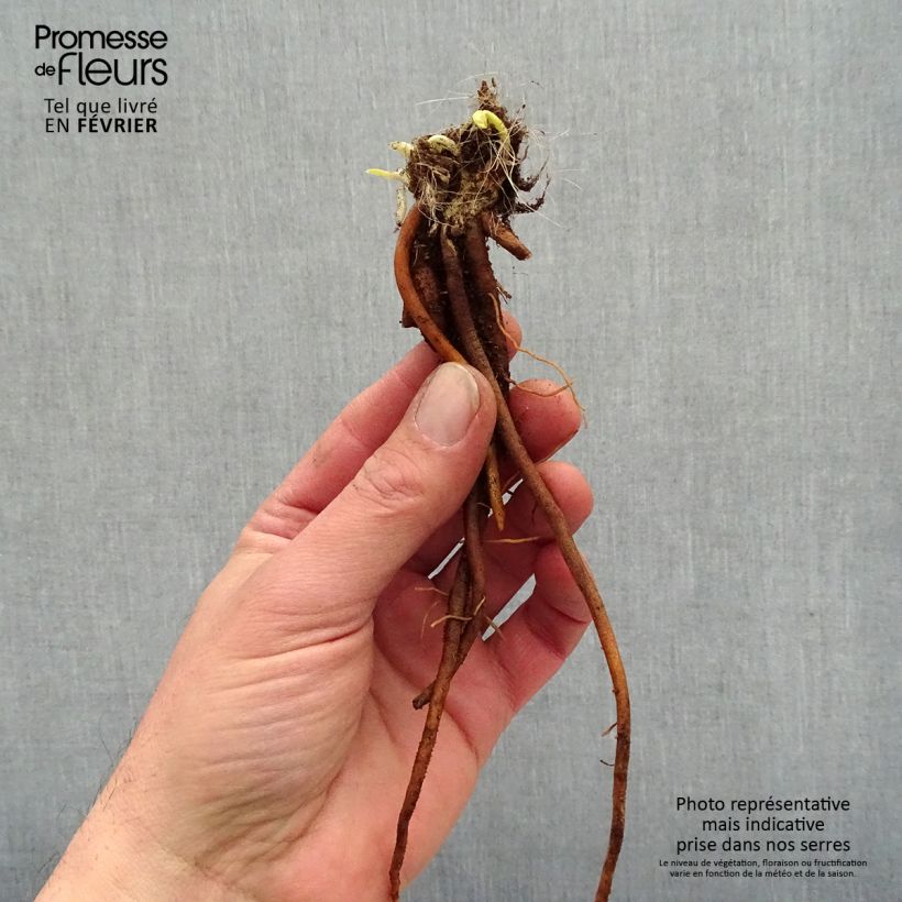 Exemplaar van Hemerocallis Everydaylily Cerise - Daglelie Naakte wortel zoals geleverd in de winter