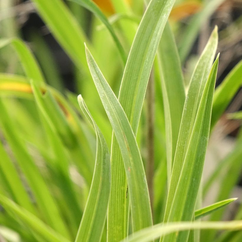 Hemerocallis Everydaylily Punch Yellow - Daglelie (Blad)