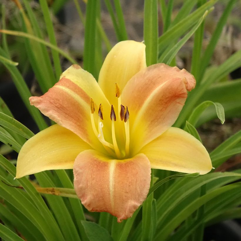 Hemerocallis Everydaylily Punch Yellow - Daglelie (Bloei)
