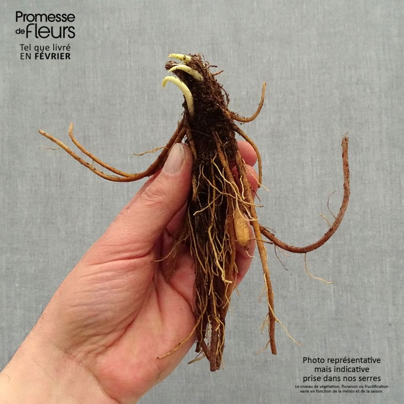 Exemplaar van Hemerocallis Everydaylily Punch Yellow - Daglelie Naakte wortel zoals geleverd in de winter