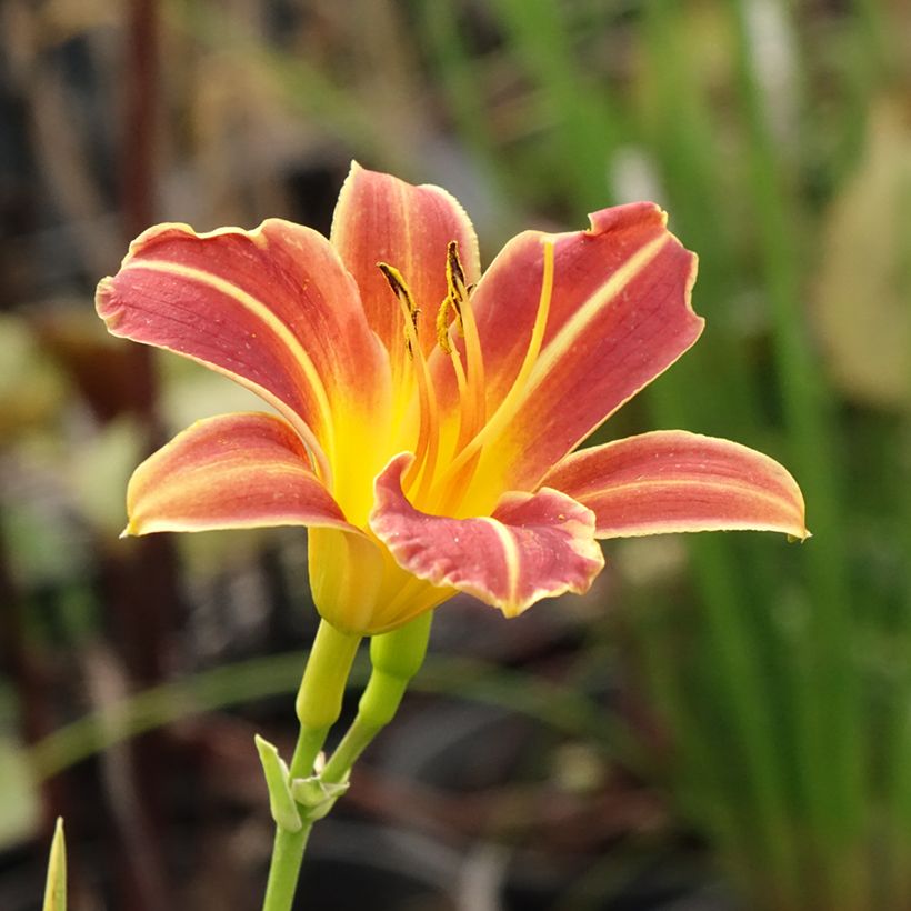 Hemerocallis Everydaylily Red Ribs - Daglelie (Bloei)