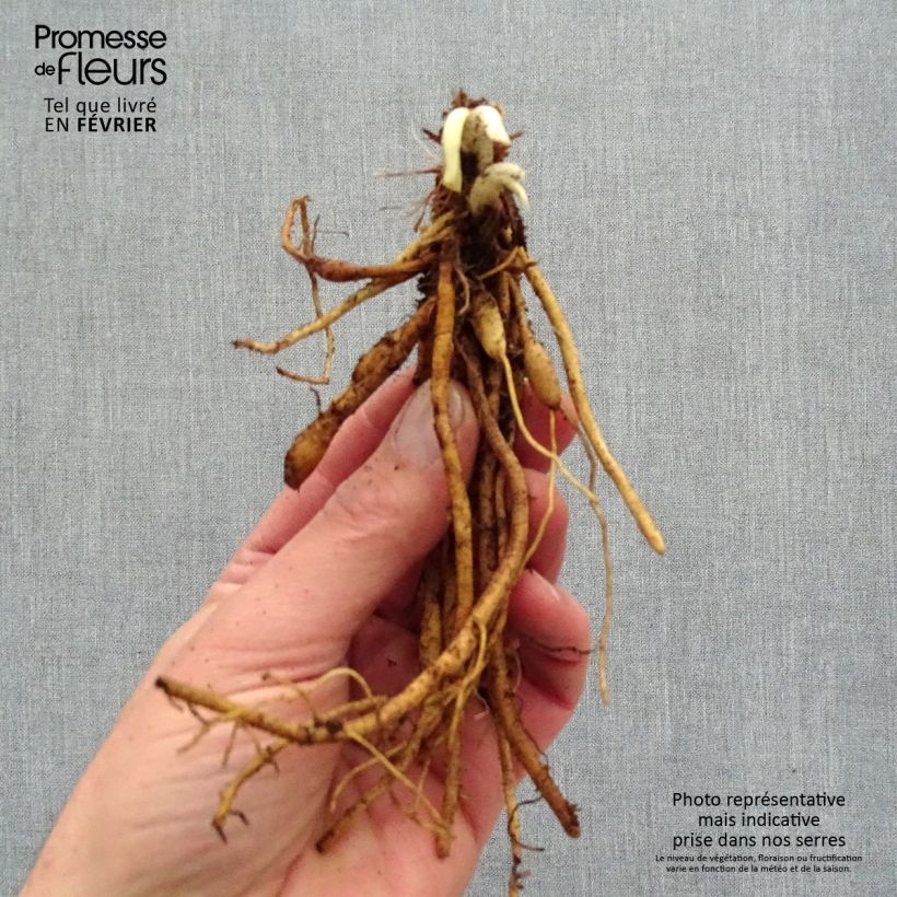Exemplaar van Hemerocallis Everydaylily Red Ribs - Daglelie Naakte wortel zoals geleverd in de winter