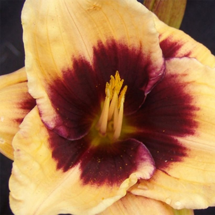 Hemerocallis Eye of Newt - Daglelie (Bloei)
