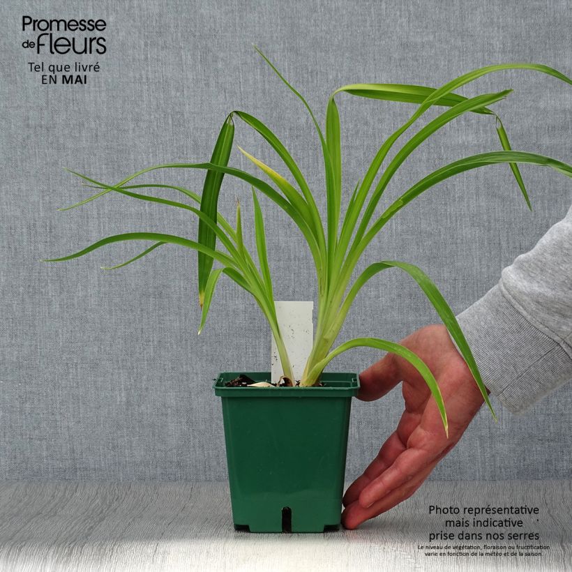 Exemplaar van Hemerocallis Eyed Beauty - Daglelie Pot van 1 l/1,5 l zoals geleverd in de lente