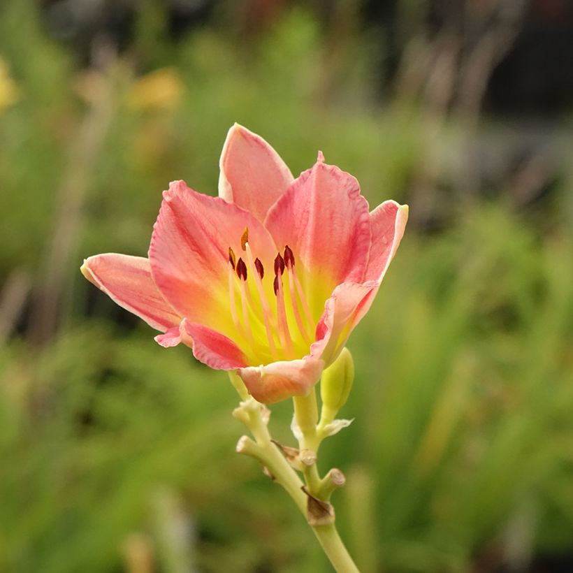 Hemerocallis Final Touch - Daglelie (Bloei)