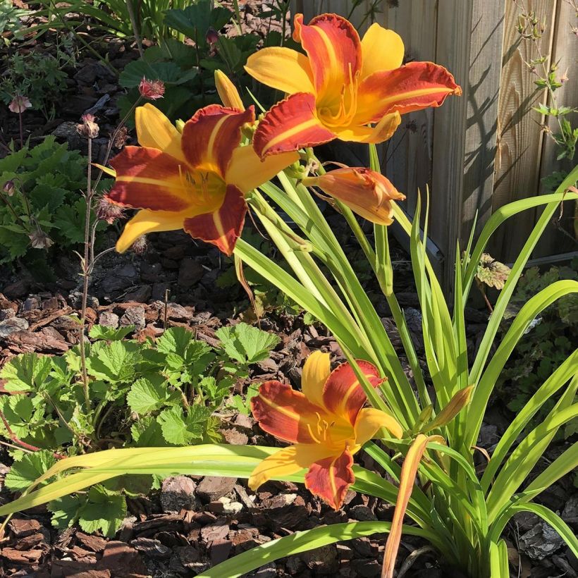 Hemerocallis Frans Hals - Daglelie (Groeiplaats)