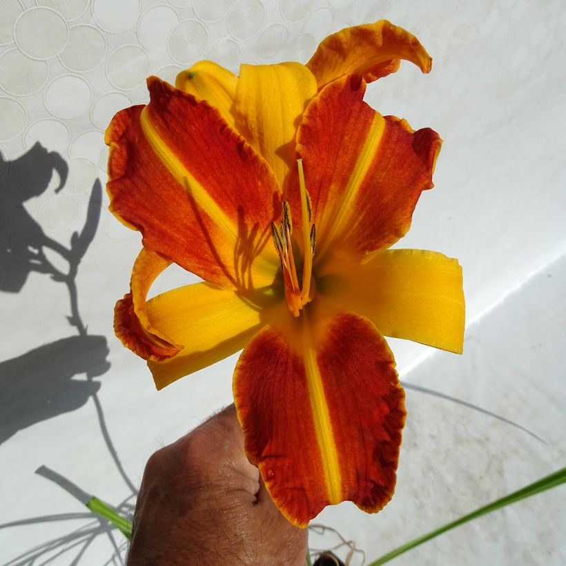 Hemerocallis Frans Hals - Daglelie (Bloei)