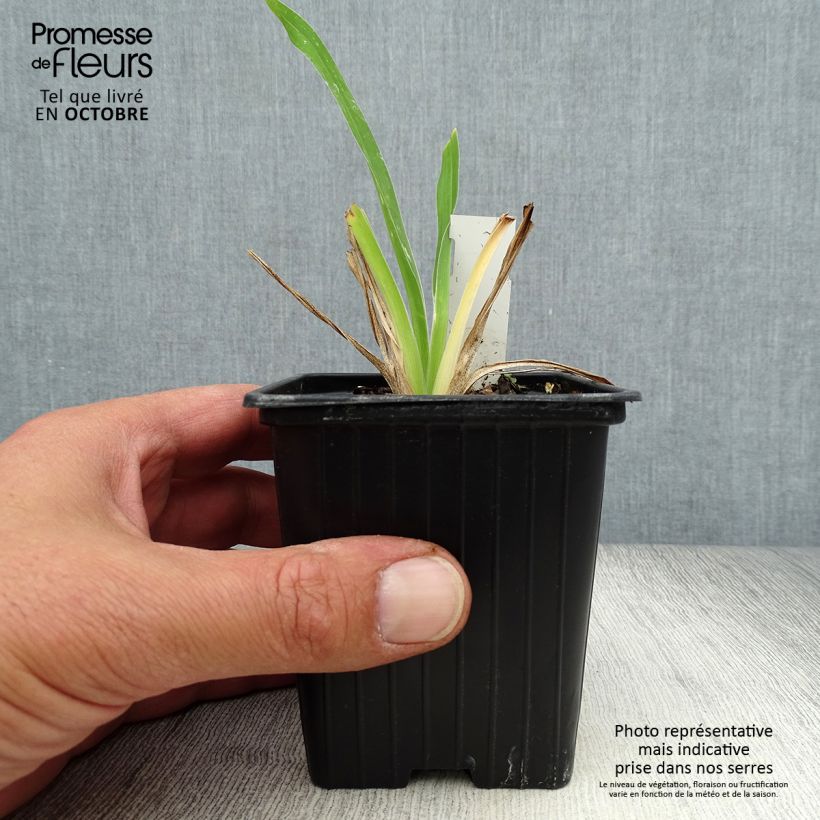 Exemplaar van Hemerocallis George Cunningham - Daglelie Kweekpotje van 8/9 cm zoals geleverd in de herfst