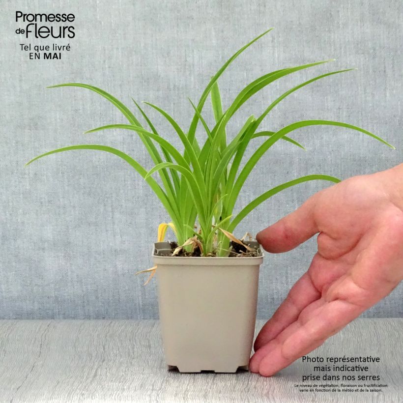 Exemplaar van Hemerocallis Green Flutter - Daglelie Kweekpotje van 8/9 cm zoals geleverd in de lente