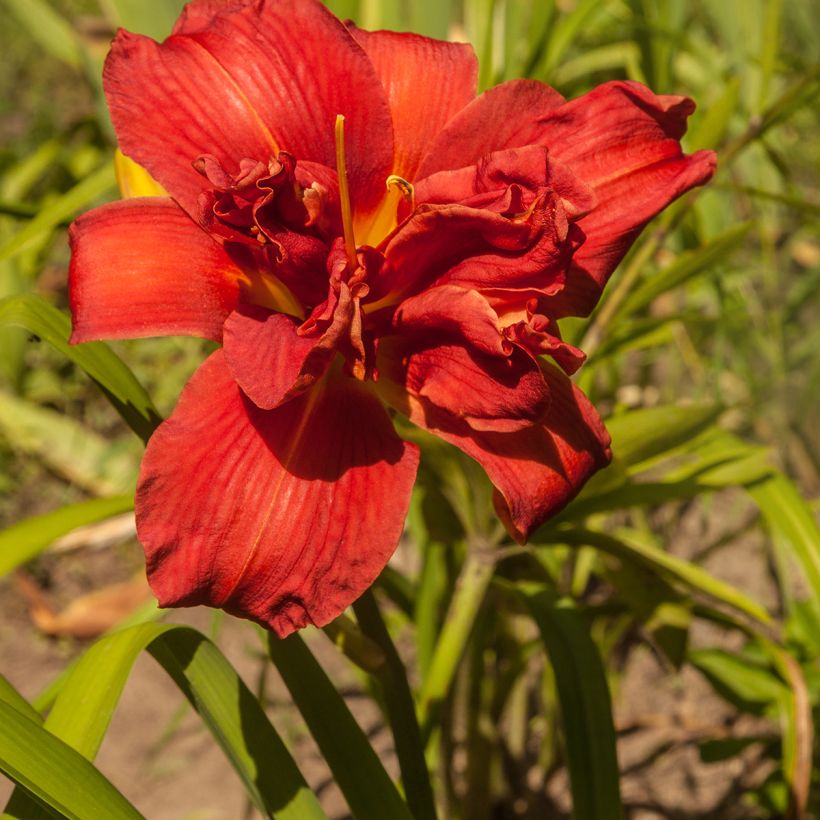 Hemerocallis Highland Lord - Daglelie (Bloei)