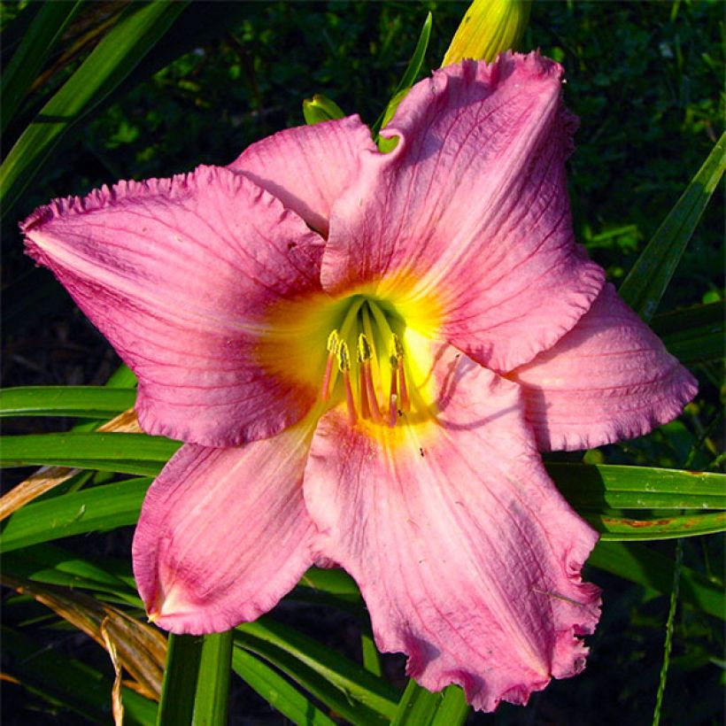 Hemerocallis Hundredth Anniversary - Daglelie (Bloei)