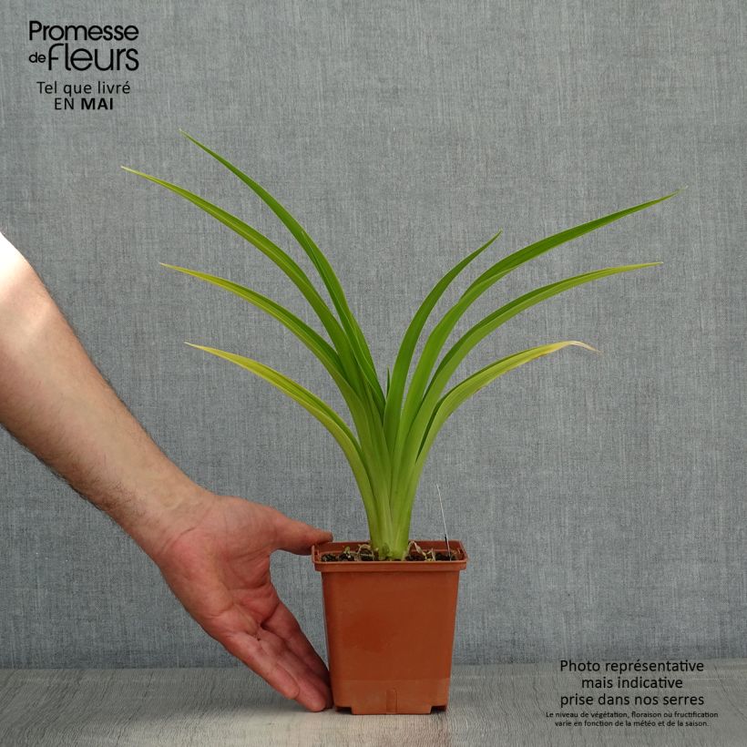 Exemplaar van Hemerocallis Indy Reflections - Daglelie Pot van 1 l/1,5 l zoals geleverd in de lente