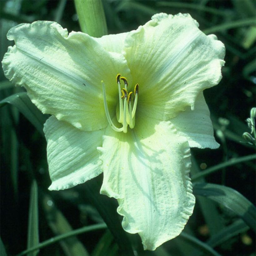 Hemerocallis Iron Gate Glacier - Daglelie (Bloei)