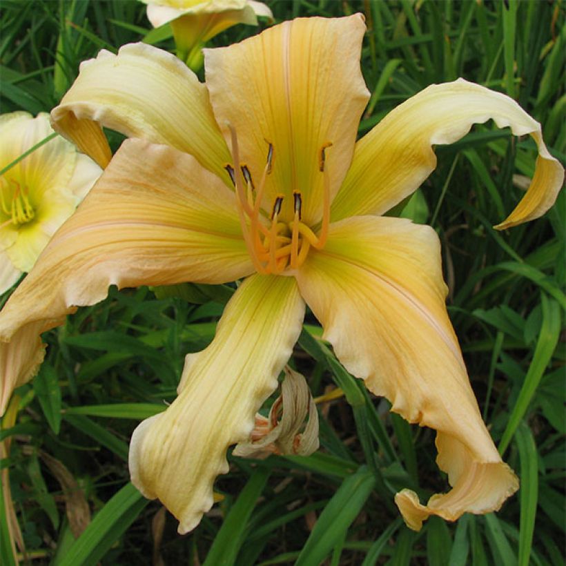 Hemerocallis Jans Twister - Daglelie (Bloei)