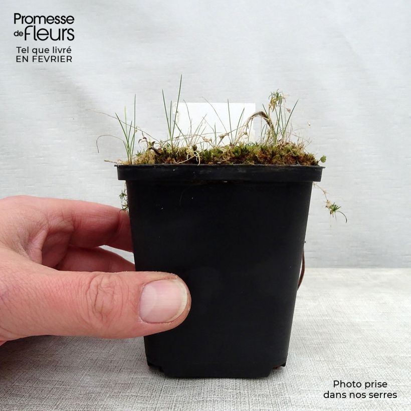 Exemplaar van Hemerocallis Jannick's Choice - Daglelie Kweekpotje van 8/9 cm zoals geleverd in de winter