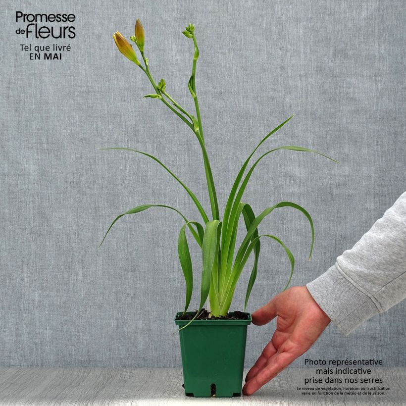 Exemplaar van Hemerocallis Jason Salter - Daglelie Pot van 1 l/1,5 l zoals geleverd in de lente