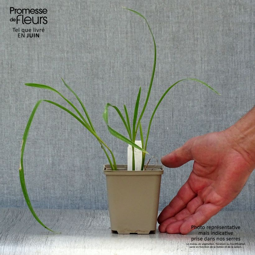 Exemplaar van Hemerocallis Joan Senior - Daglelie Kweekpotje van 8/9 cm zoals geleverd in de zomer