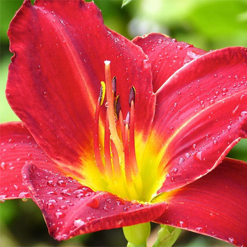 Hemerocallis Jolly Hearts - Daglelie (Bloei)