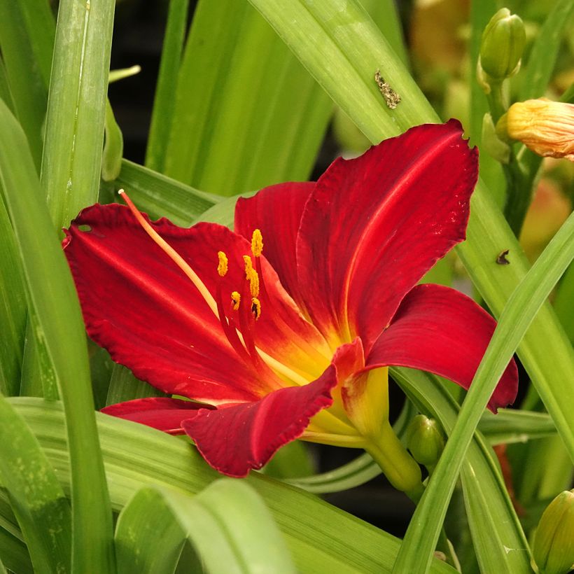 Hemerocallis Jolly Hearts - Daglelie (Bloei)