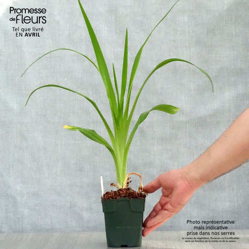 Exemplaar van Hemerocallis Jolly Hearts - Daglelie Kweekpotje van 8/9 cm zoals geleverd in de lente