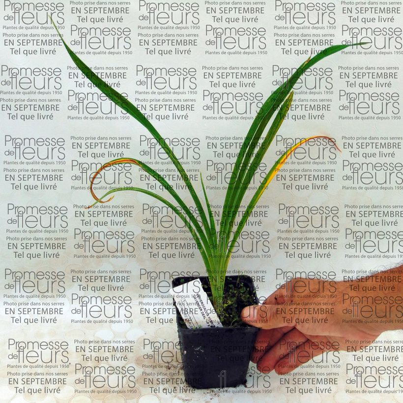 Voorbeeld van een exemplaar van Hemerocallis Lavender Deal - Daglelie Kweekpotje van 8/9 cm zoals geleverd