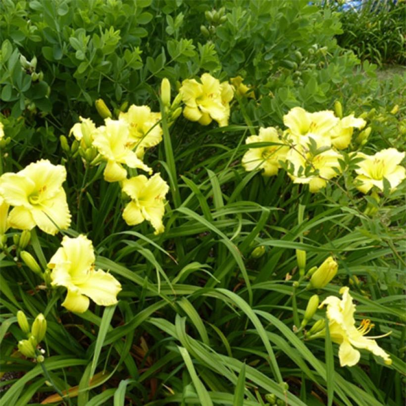 Hemerocallis Lemon Lyric - Daglelie (Bloei)