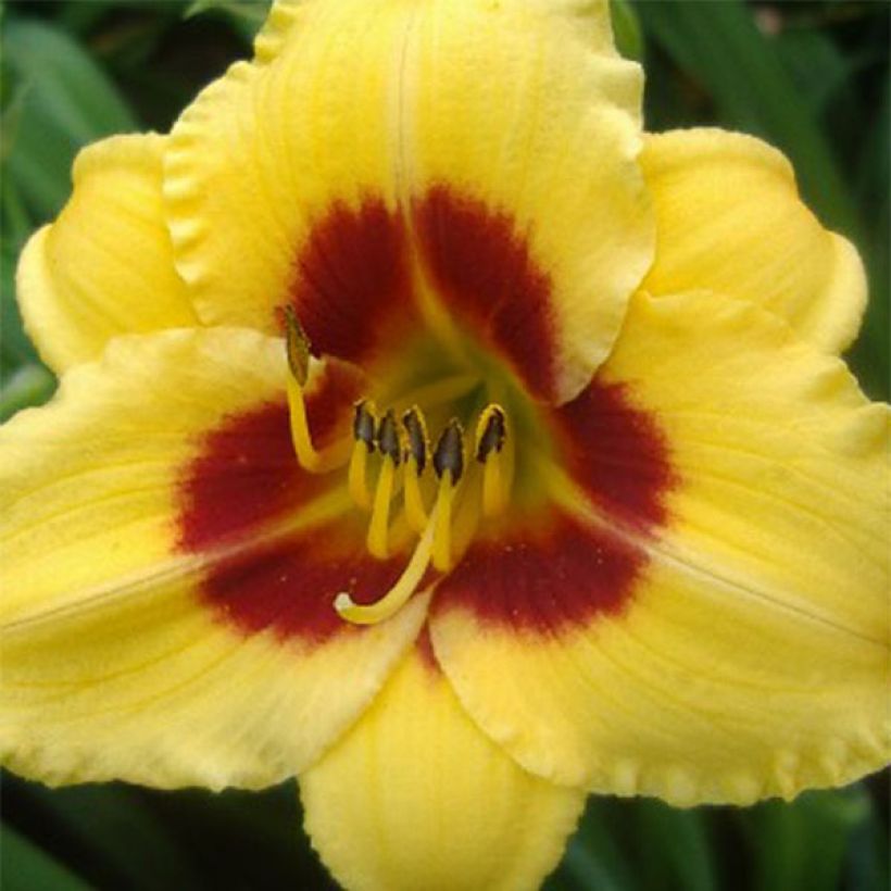 Hemerocallis Little Cadet - Daglelie (Bloei)