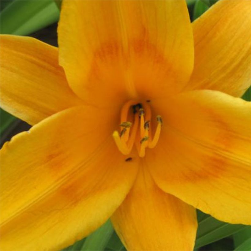 Hemerocallis Lucretius - Daglelie (Bloei)
