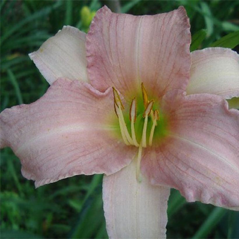 Hemerocallis Luxury Lace - Daglelie (Bloei)