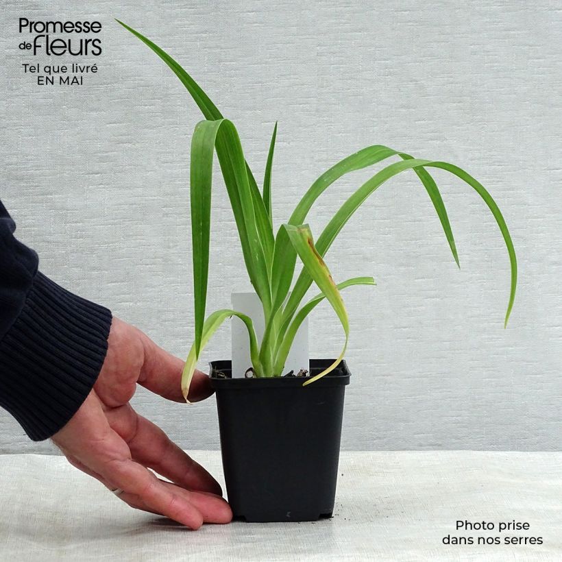 Exemplaar van Hemerocallis Luxury Lace - Daglelie Kweekpotje van 8/9 cm zoals geleverd in de lente