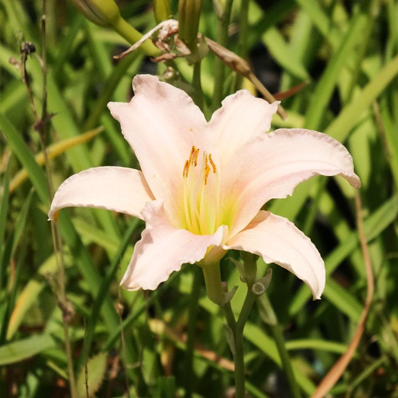 Hemerocallis Luxury Lace - Daglelie (Bloei)