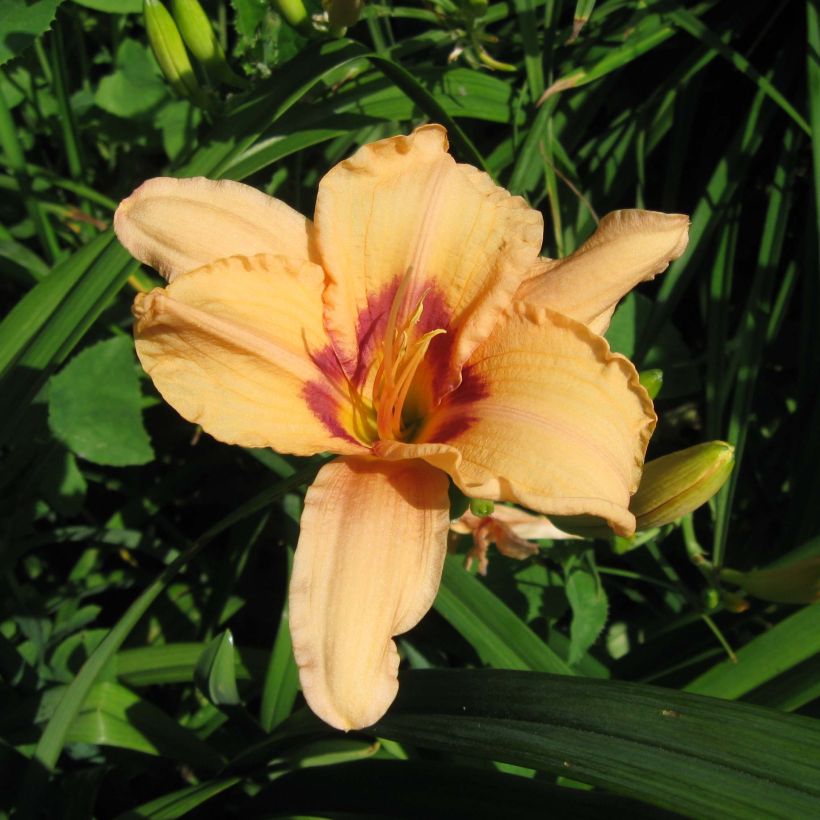 Hemerocallis Lynn Hall - Daglelie (Bloei)