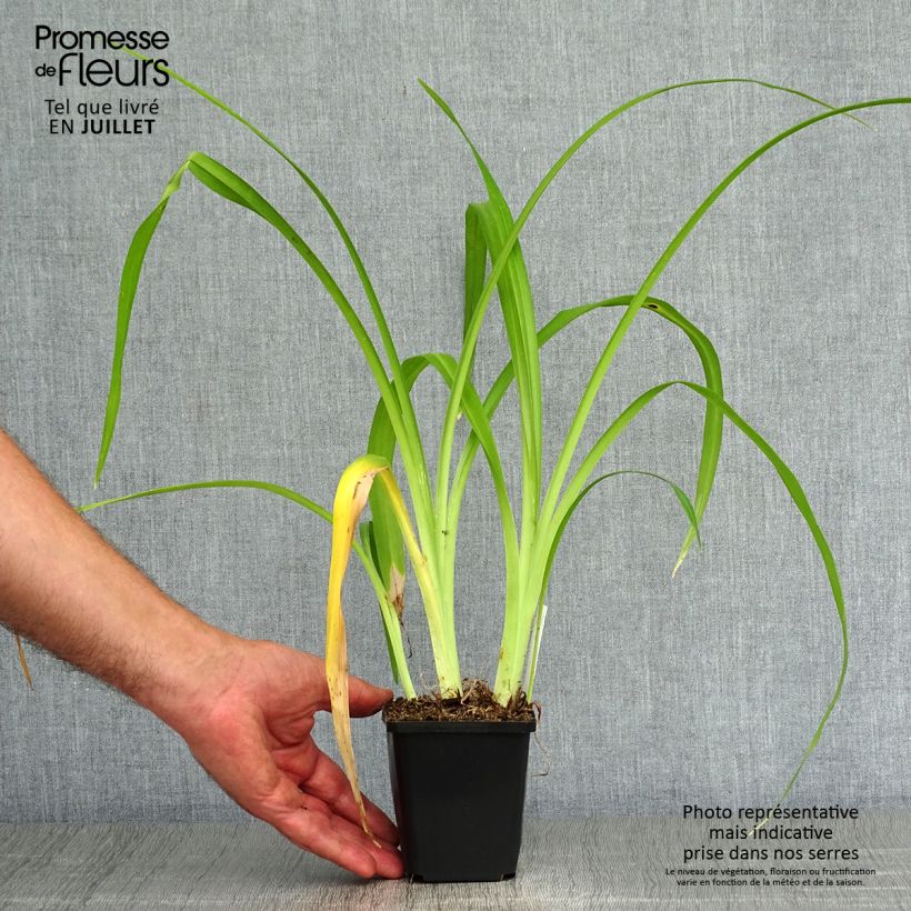 Exemplaar van Hemerocallis Margaret Perry - Daglelie Kweekpotje van 8/9 cm zoals geleverd in de zomer