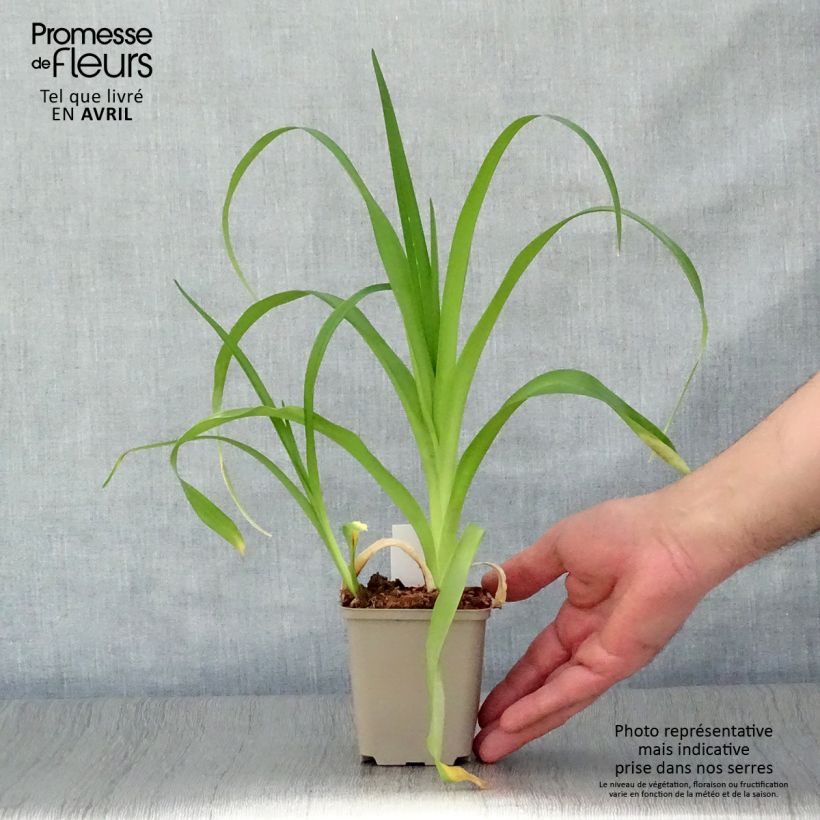 Exemplaar van Hemerocallis Margaret Perry - Daglelie Kweekpotje van 8/9 cm zoals geleverd in de lente