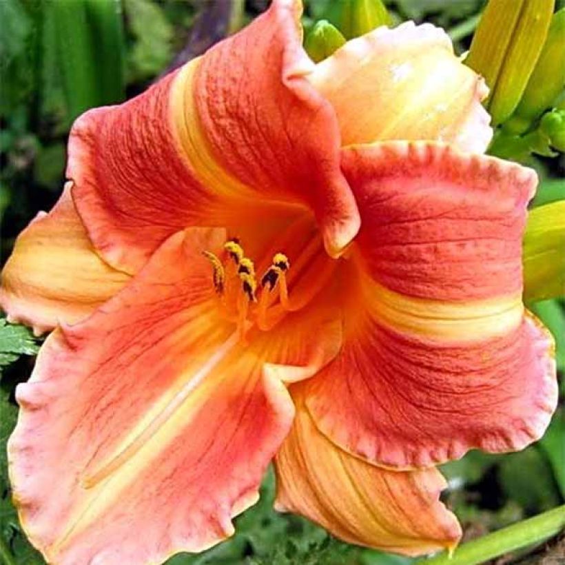 Hemerocallis Martha Lee - Daglelie (Bloei)