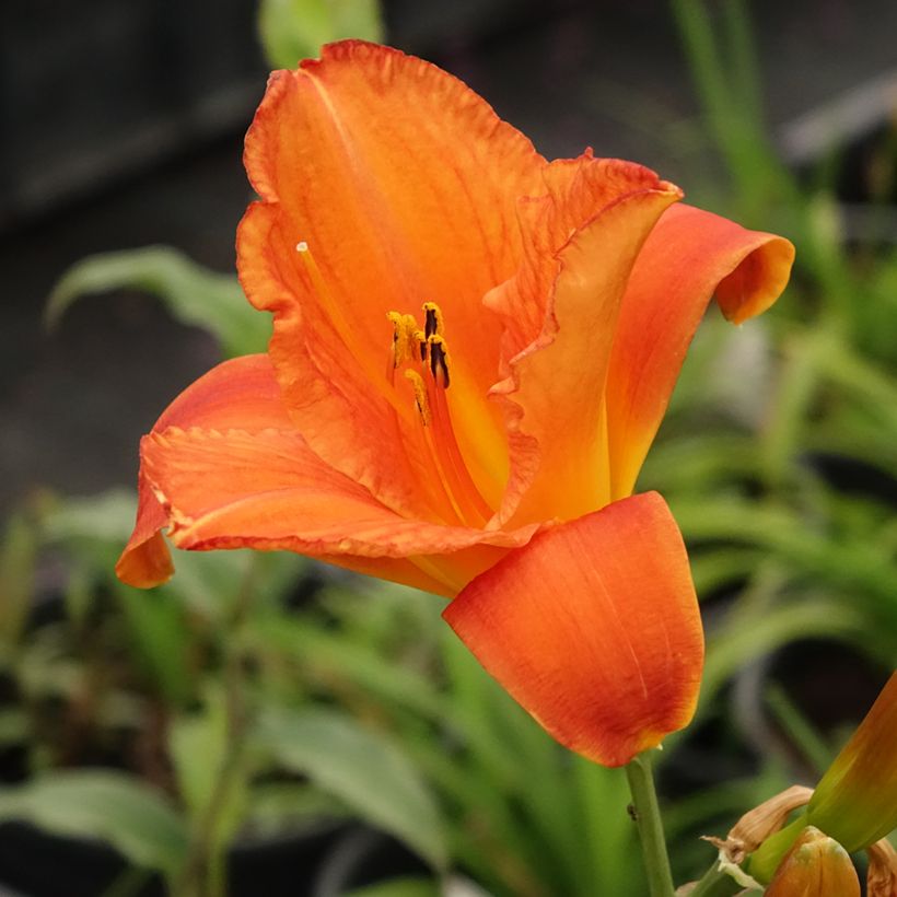 Hemerocallis Mauna Loa - Daglelie (Bloei)