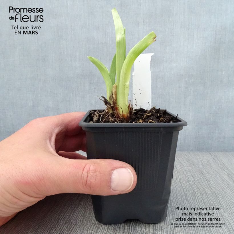 Exemplaar van Hemerocallis Mildred Mitchell - Daglelie Kweekpotje van 8/9 cm zoals geleverd in de lente