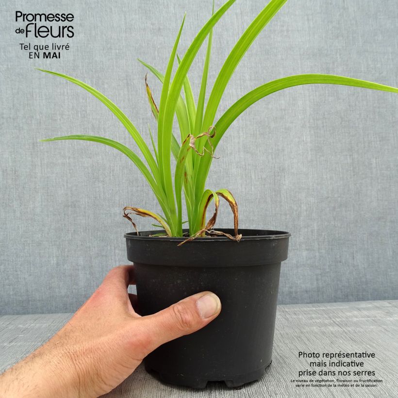 Exemplaar van Hemerocallis Mildred Mitchell - Daglelie Pot van 2 l/3 l zoals geleverd in de lente