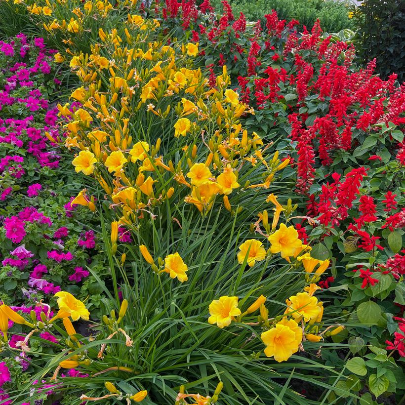 Hemerocallis Mini Stella - Daglelie (Groeiplaats)