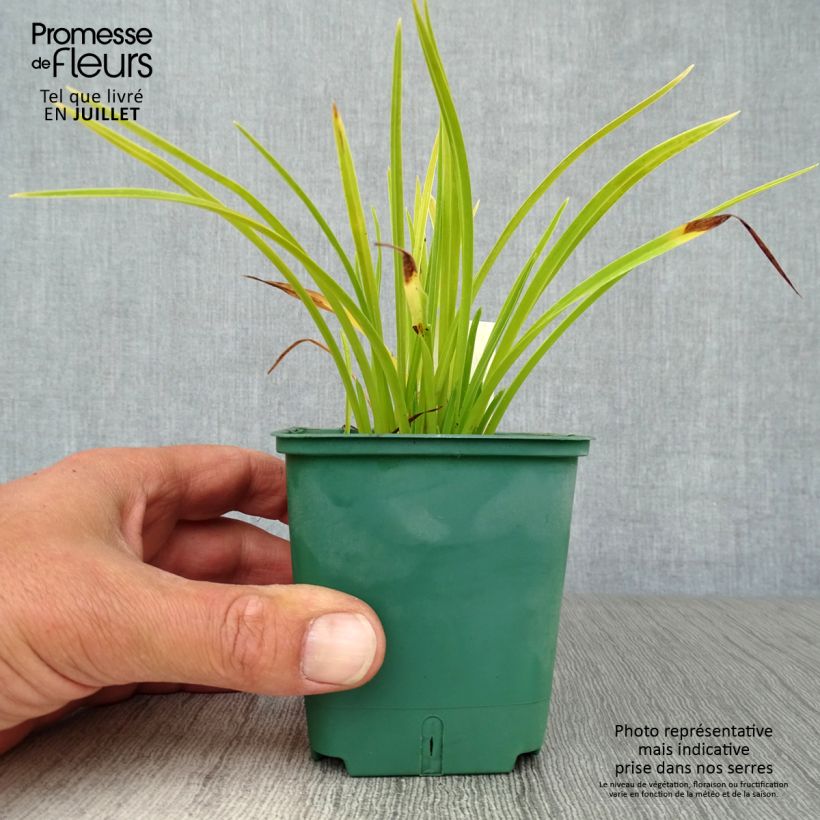 Exemplaar van Hemerocallis Mini Stella - Daglelie Kweekpotje van 8/9 cm zoals geleverd in de zomer