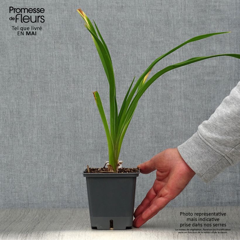 Exemplaar van Hemerocallis Nature's Crown - Daglelie Pot van 1 l/1,5 l zoals geleverd in de lente