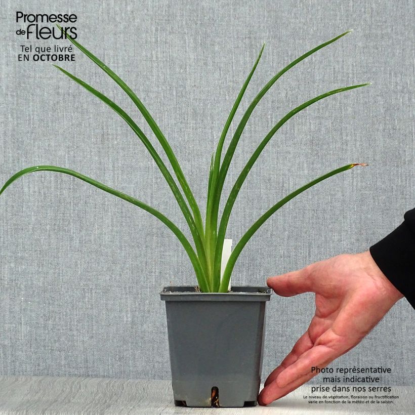 Exemplaar van Hemerocallis Night Embers - Daglelie Pot van 1 l/1,5 l zoals geleverd in de herfst
