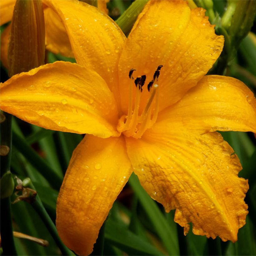 Hemerocallis Orange Prelude - Daglelie (Bloei)