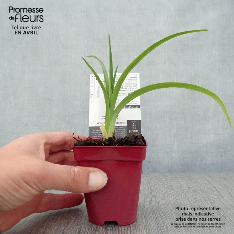 Exemplaar van Hemerocallis Orange Prelude - Daglelie Kweekpotje van 8/9 cm zoals geleverd in de lente